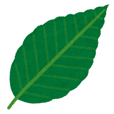 plant_buna_leaf